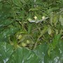 Veg Garden