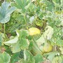 Pumpkins