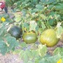 Pumpkins