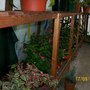 Greenhouse - September 2008 