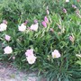 Primrose (Oenothera rosea (Pink Evening Primrose))