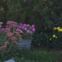 Sedum ellacombeanum