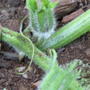 butternut blossom
