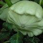 scallop squash