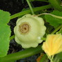 another scallop squash