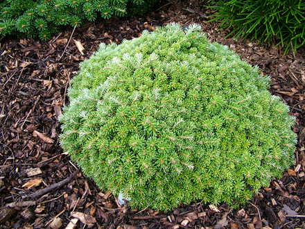 Abies koreana 'Silberperl' (Abies koreana)