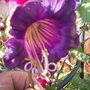 Joes_garden_4_007