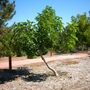 Plants_pics_018