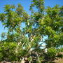 Kigelia africana - Sausage Tree (Kigelia africana)