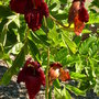 Kigelia africana - Sausage Tree Flowers (Kigelia africana)
