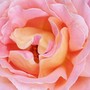 Alpine Sunset - Close up (Rosa)