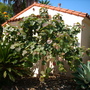 Ficus petiolaris - Rock Fig (Ficus petiolaris)