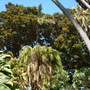 Ficus macrophylla - Moreton Bay Fig (Ficus macrophylla)