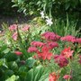 Schizostylis coccinea