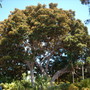 Ficus macrophylla - Moreton Bay Fig - Upper View (Ficus macrophylla)