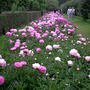 PENSHURST PLACE (Peony)