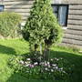 B4 Conifers Trim&Boader Clear Out :)