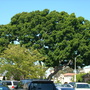 Ficus microcarpa (F. retusa, nitida)  - Indian Laurel (Ficus microcarpa)
