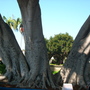 Ficus microcarpa
