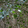 Ficus religiosa - Bo tree  (Ficus religiosa - Bo tree)