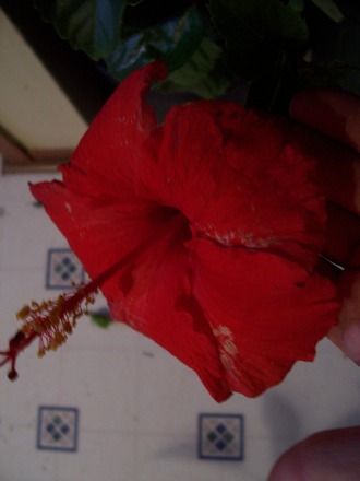 HIBISCUS (HIBISCUS?)