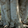 Ficus religiosa
