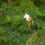 China Doll Tree - Radermachera sinica (Radermachera sinica)