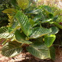 Ficus dammaropsis - Dinner Plate Fig (Ficus dammaropsis)