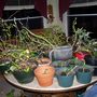 BOUGANVILLA,ANGEL WING BEGONIA,BRUGMANSIA,SWEET POTATO VINE