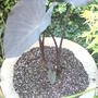 planter