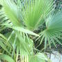 palm