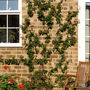 Trachelospermum jasminoides