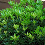 Debutante (Pieris japonica (Lily of the valley bush))
