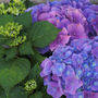Hydrangea (Hydrangea macrophylla)