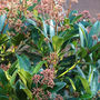 Rubella (Skimmia japonica (Skimmia))