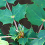 Mahonia (Mahonia bealei (Leatherleaf Mahonia))
