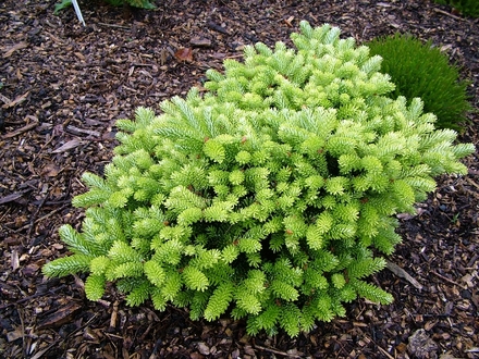 Abies koreana 'Blinsham Gold' (Abies koreana)