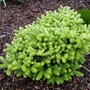 Abies_koreana_blinsham_gold