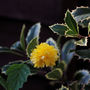 kerria japonica pleniflora