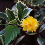 kerria japonica pleniflora