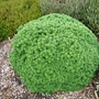 Abies_koreana_cis