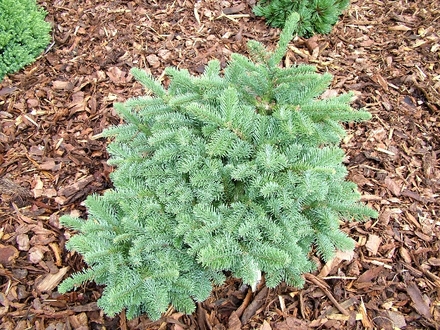 Abies procera 'Bizarro' (Abies procera (noble fir))