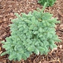 Abies_procera_bizarro