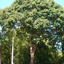 Bischofia javanica