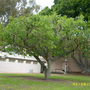 Kigelia africana - Sausage Tree (Kigelia africana)