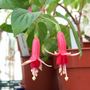 Picture_005