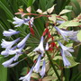 IMG_0427.jpg (Fuchsia Magellanica tricolor & Agapanthus campanulatus (African blue lily))