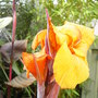 Canna in flower. September 20th 2008