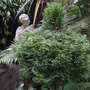 Topiary Cedar. September 2008. (Thuja occidentalis  'Smaragd' Standard (White cedar))