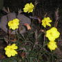 Evening primrose (Oenothera elata (Hookers Evening Primrose))